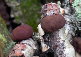 D. concentrica – The fruiting body on the left has a smooth surface and that on the left is rougher. 
